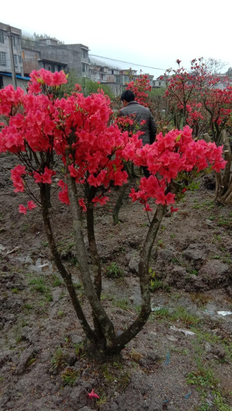 高山杜鹃国旗映山红，两年以上熟桩，欢迎各界老板选购，