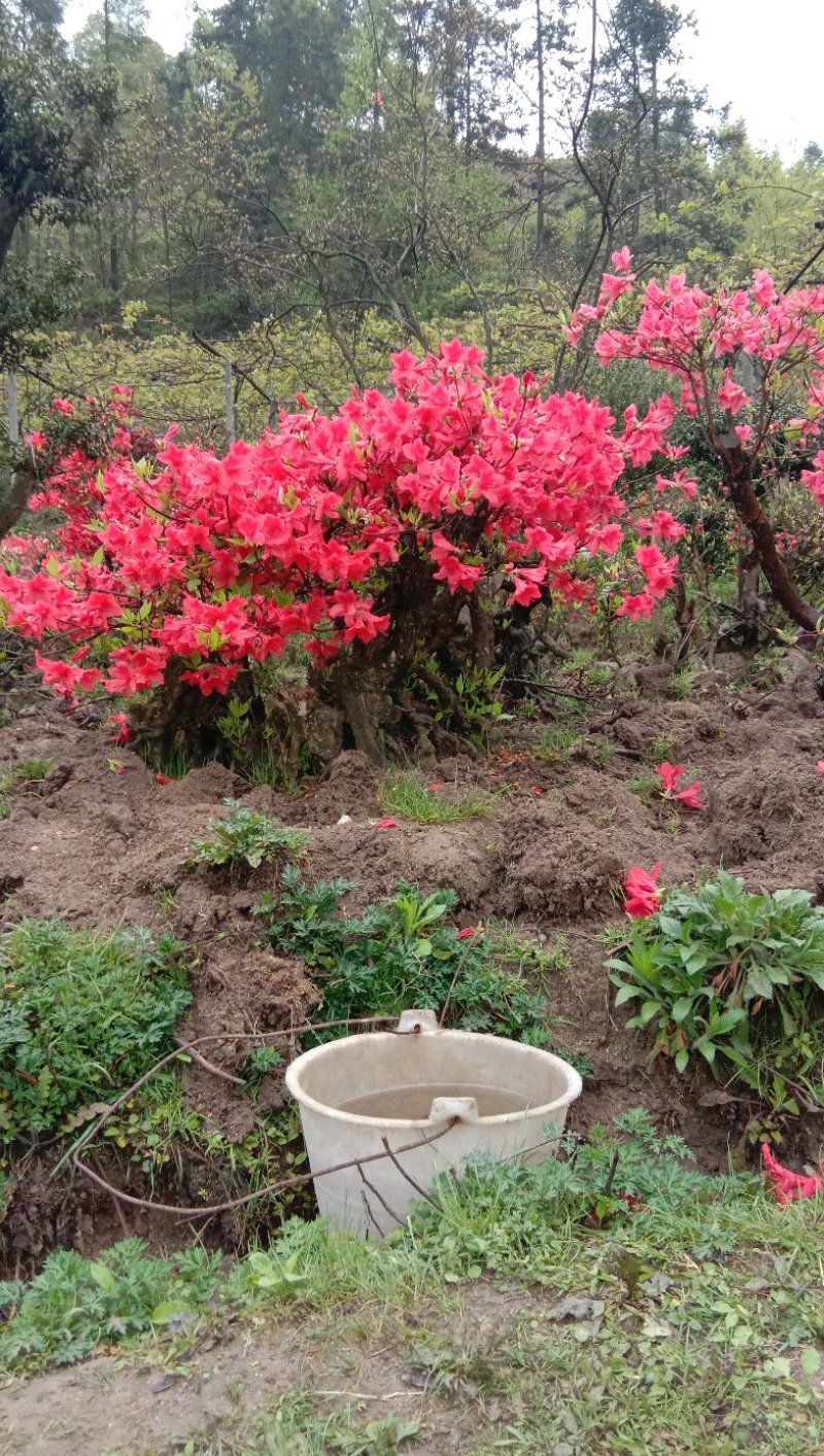 高山杜鹃国旗映山红，两年以上熟桩，欢迎各界老板选购，