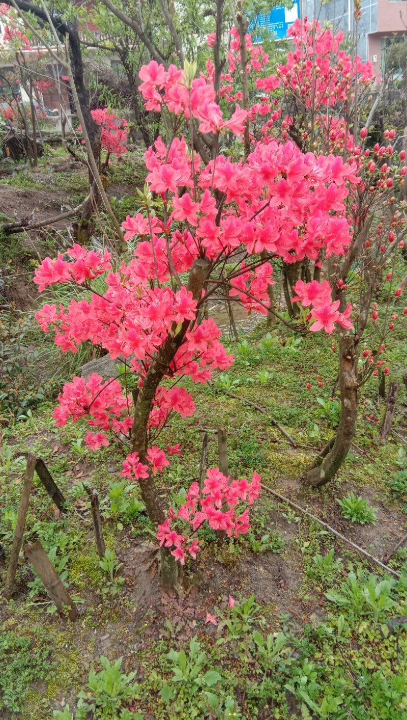 高山杜鹃国旗映山红，两年以上熟桩，欢迎各界老板选购，