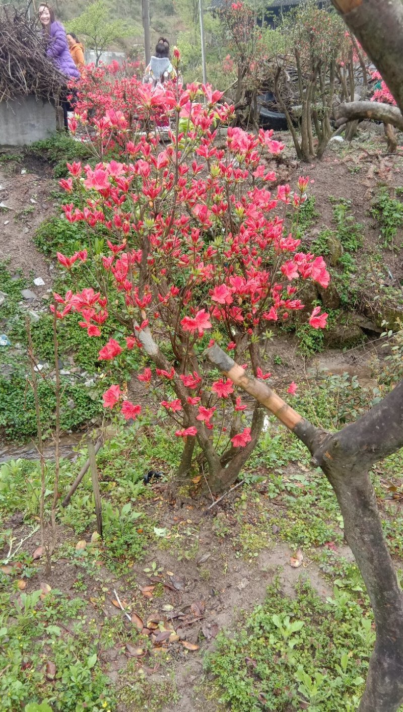高山杜鹃国旗映山红，两年以上熟桩，欢迎各界老板选购，