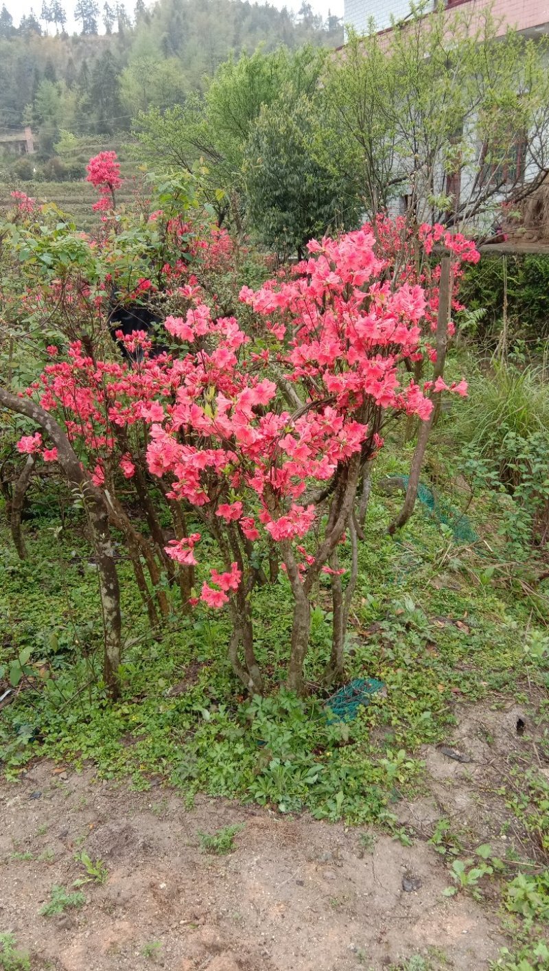 高山杜鹃国旗映山红，两年以上熟桩，欢迎各界老板选购，