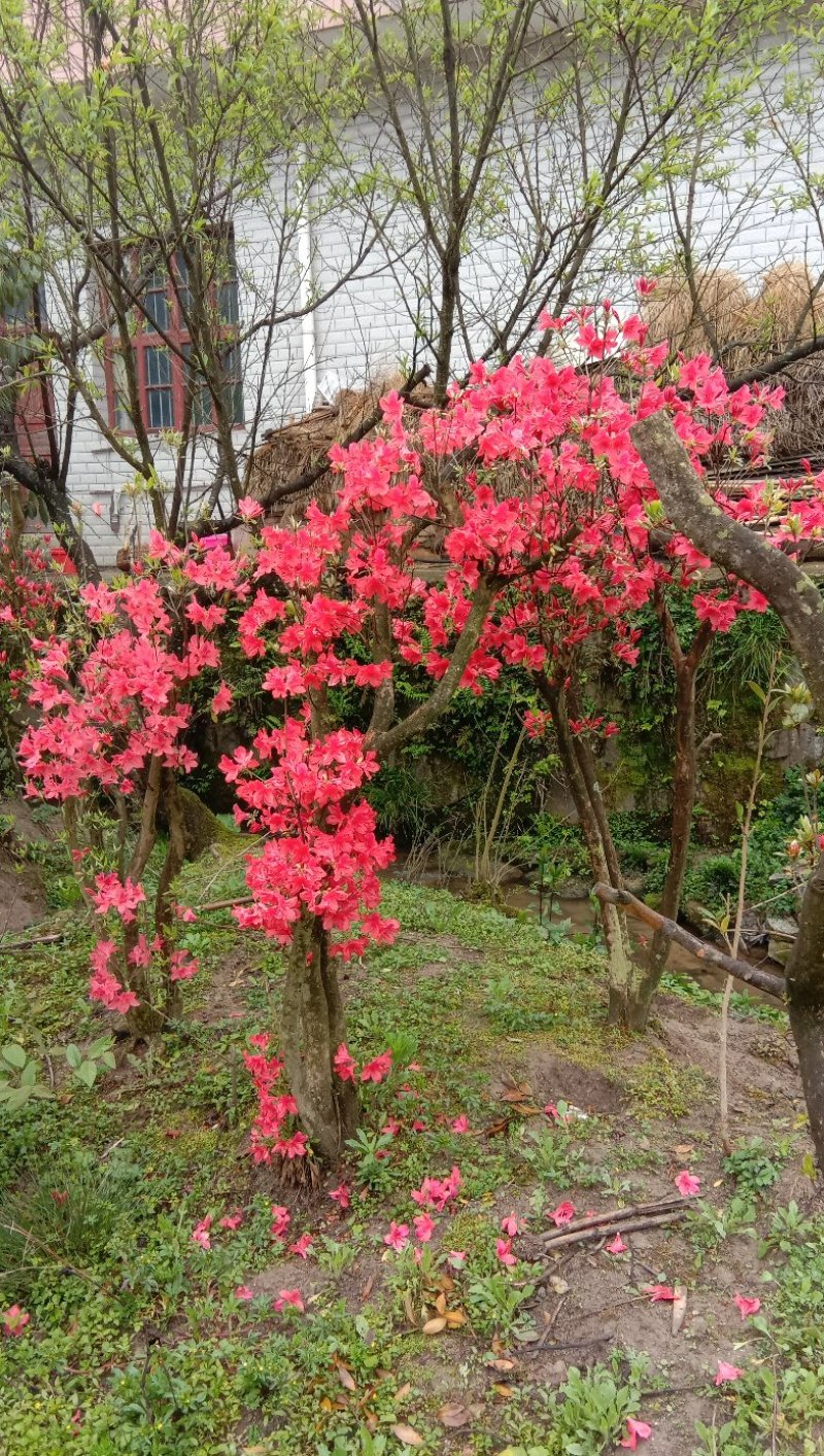 高山杜鹃国旗映山红，两年以上熟桩，欢迎各界老板选购，