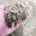 厂家直供油渣油渣粉香油渣大豆渣玉米渣饲料厂黄粉虫水产养殖