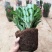 蟹爪兰花苗大苗带根多色花卉植物室内绿植四季开花多肉可嫁接