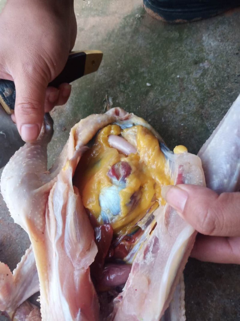 土鸡，土鸡蛋