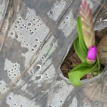 野生紫花三叉大白芨鲜货