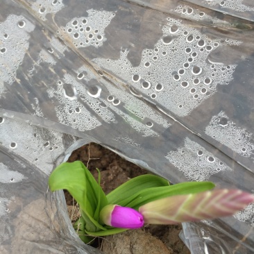 野生紫花三叉大白芨鲜货