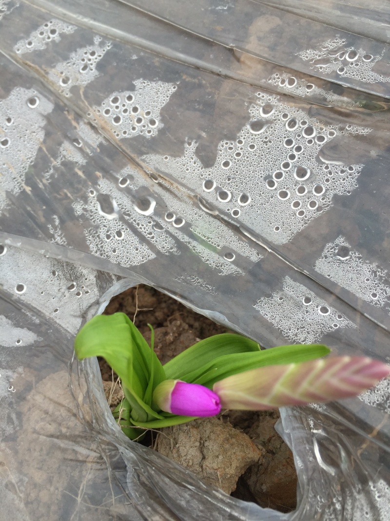 野生紫花三叉大白芨鲜货