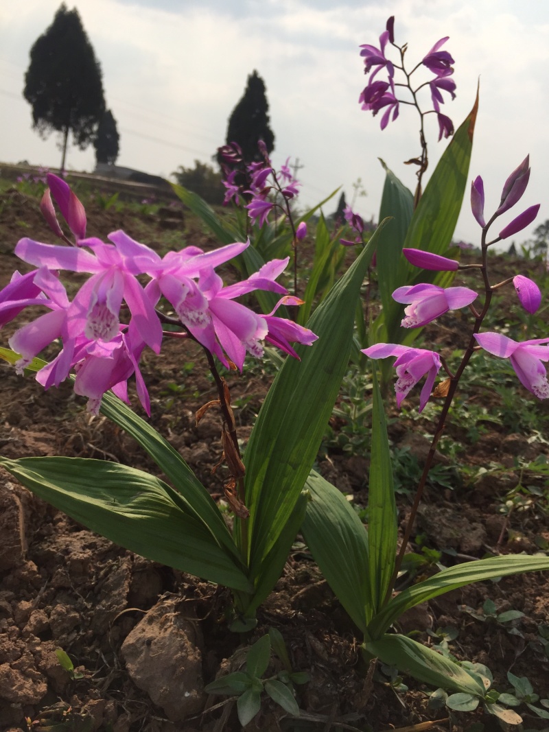 野生紫花三叉大白芨鲜货