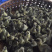 广东马岗鹅灰鹅3年老鹅母大种鹅苗