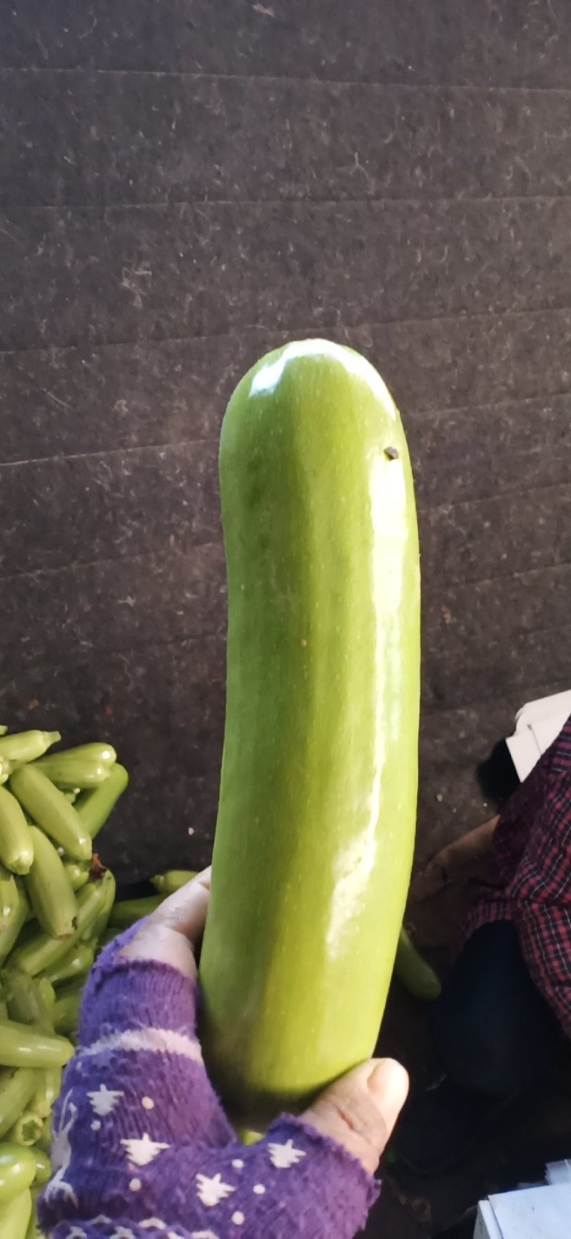 大量绿皮优质精品西葫芦上市，欢迎新老客商前来采购
