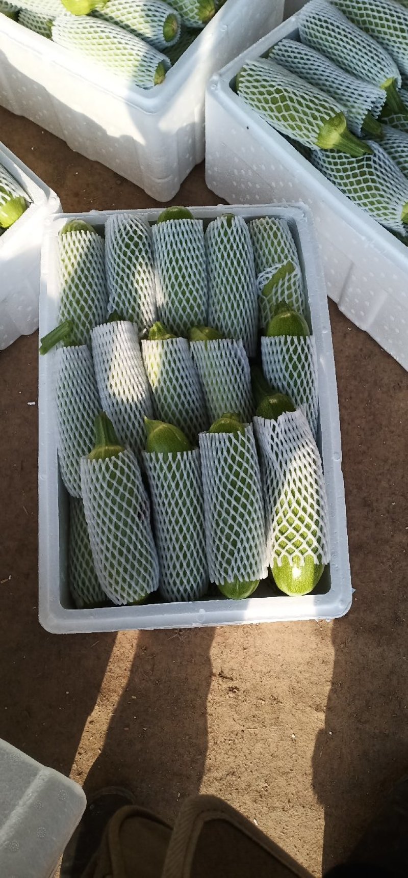 大量绿皮优质精品西葫芦上市，欢迎新老客商前来采购