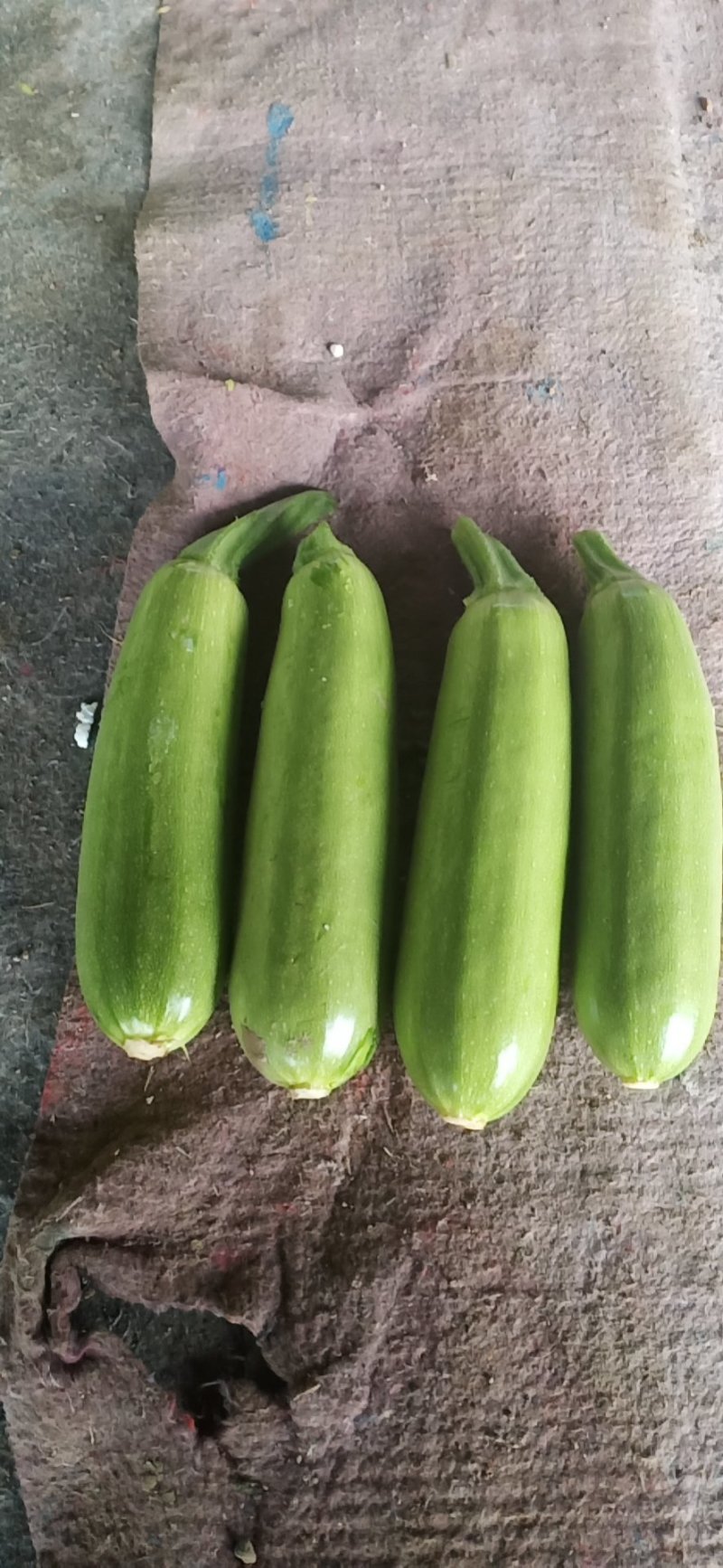 大量绿皮优质精品西葫芦上市，欢迎新老客商前来采购