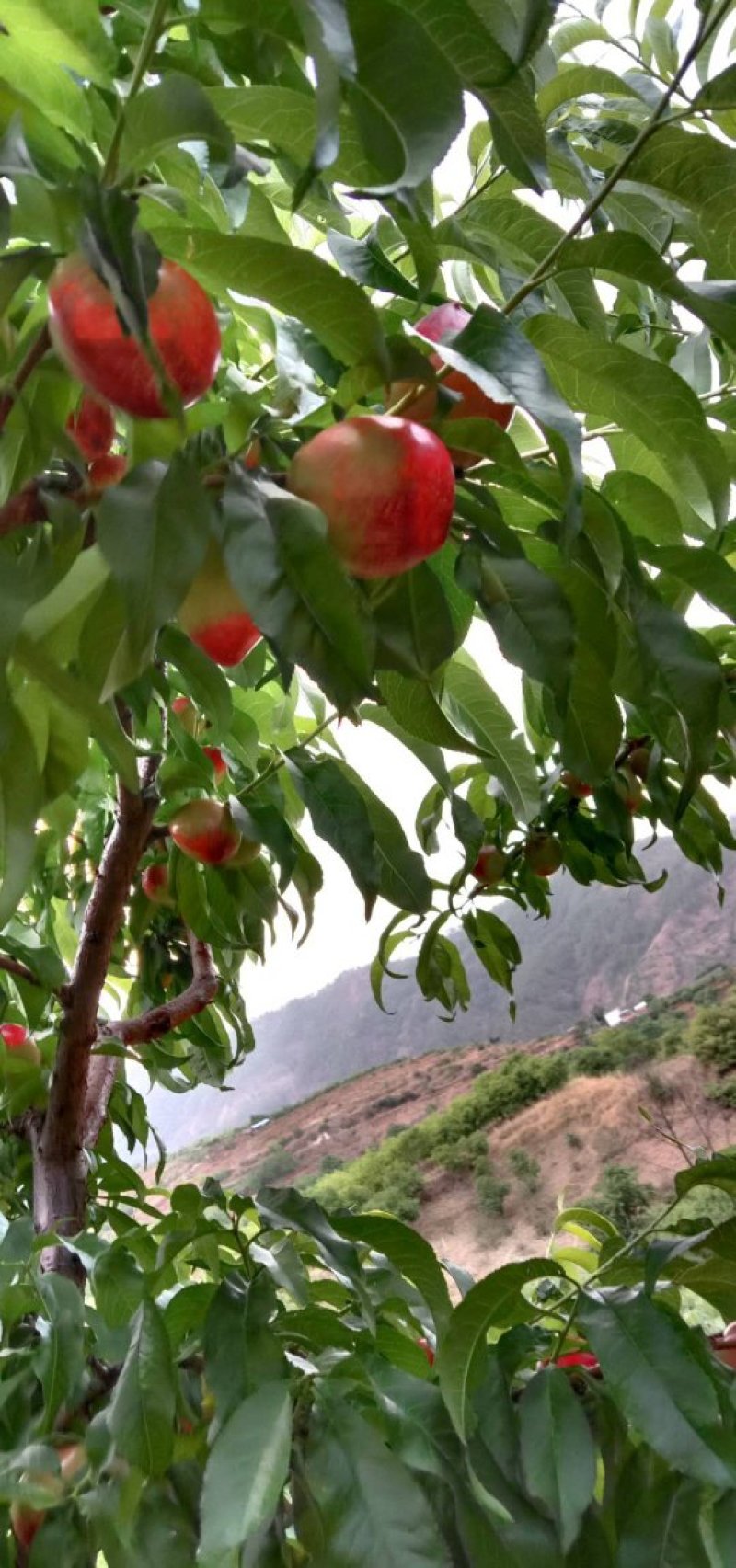 米易精品早桃油桃上市了，目前货源稀缺先到先得早下手早收益