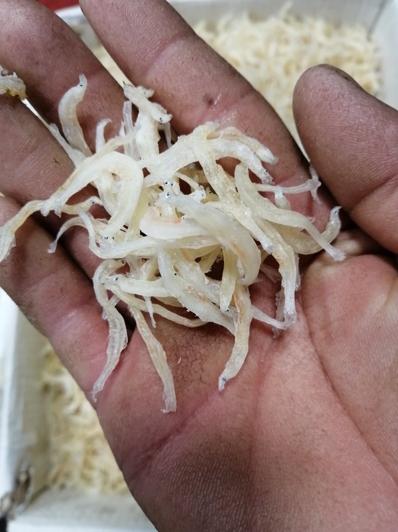 闽东虾米
