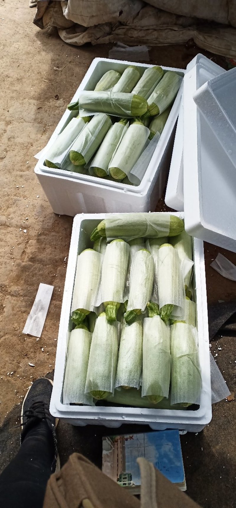 绿皮西葫芦大量上市欢迎客户考察，以客户要求给予供货。