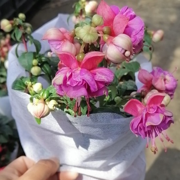 大花重瓣倒挂金钟，基地直发
