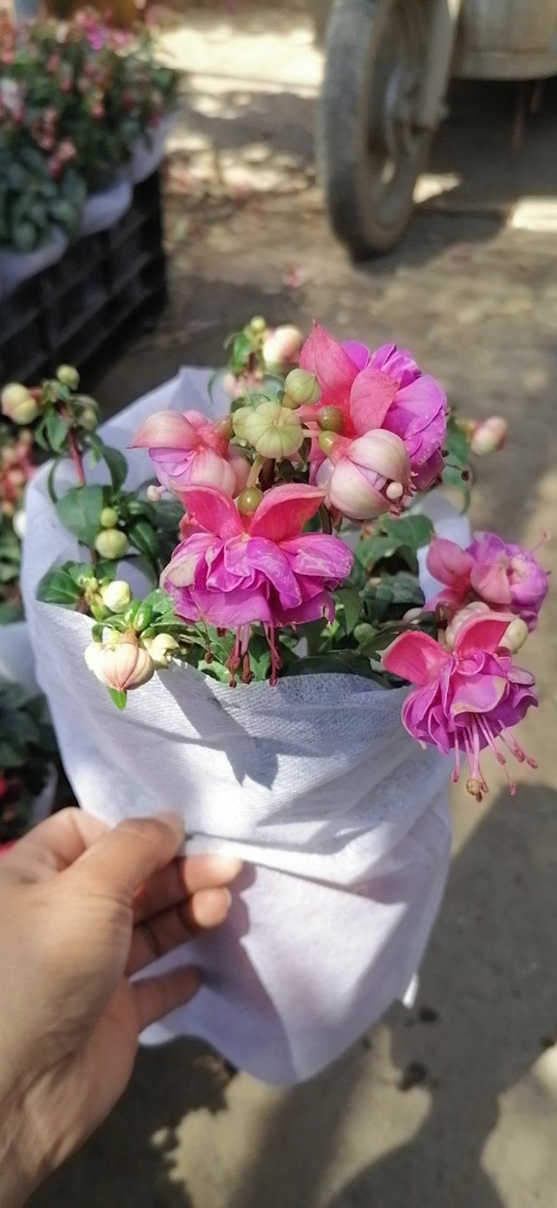 大花重瓣倒挂金钟，基地直发