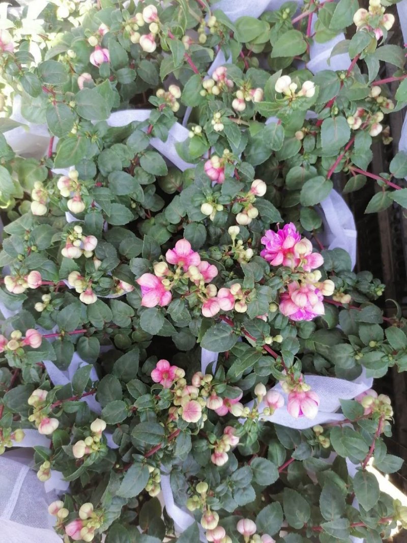 大花重瓣倒挂金钟，基地直发