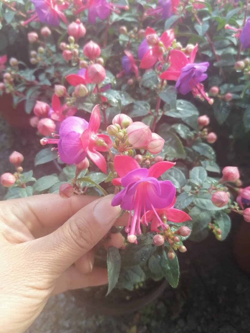大花重瓣倒挂金钟，基地直发