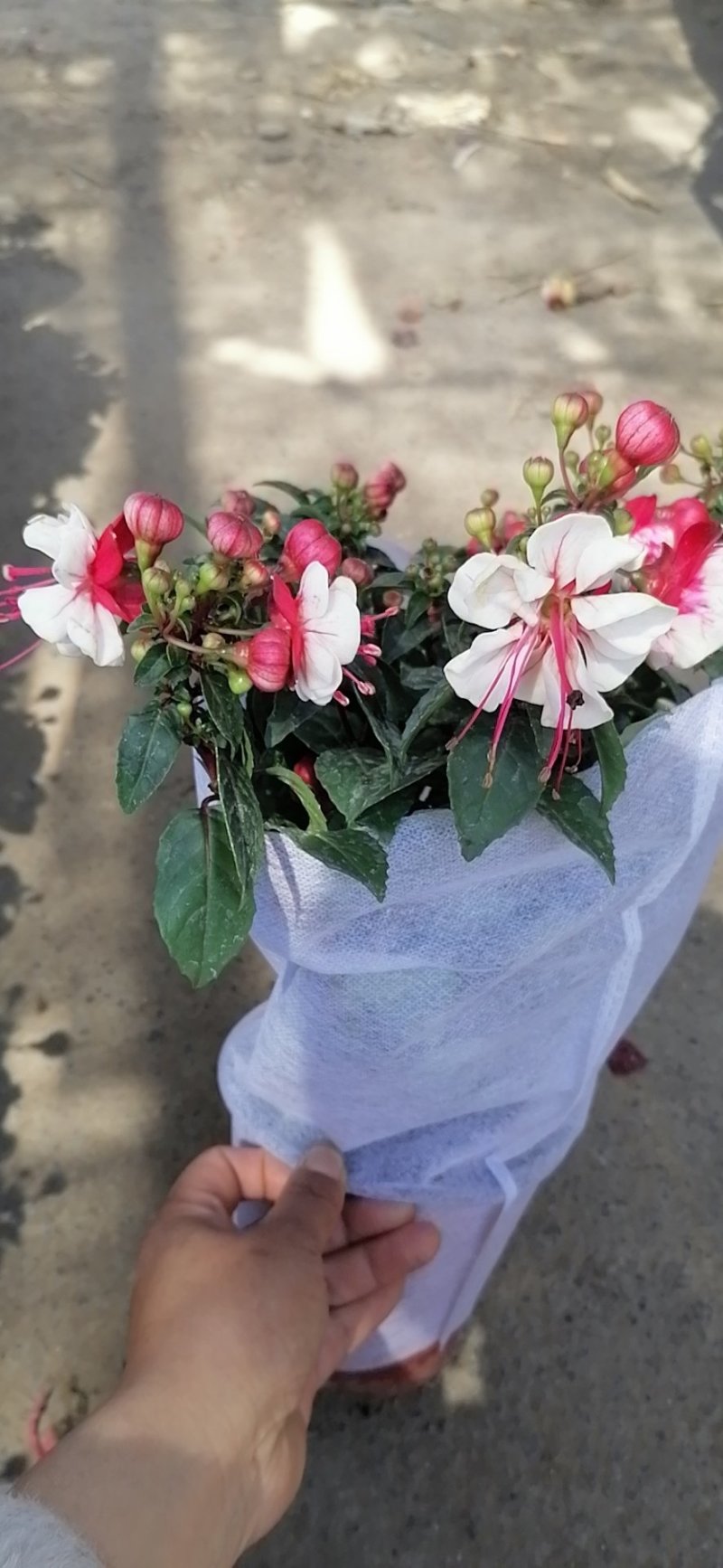 大花重瓣倒挂金钟，基地直发