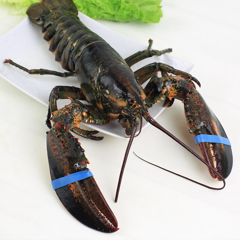 大波龙鲍鱼豪华套餐