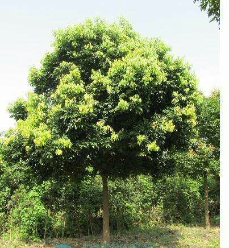 天竺桂，8一20cm，品质优良