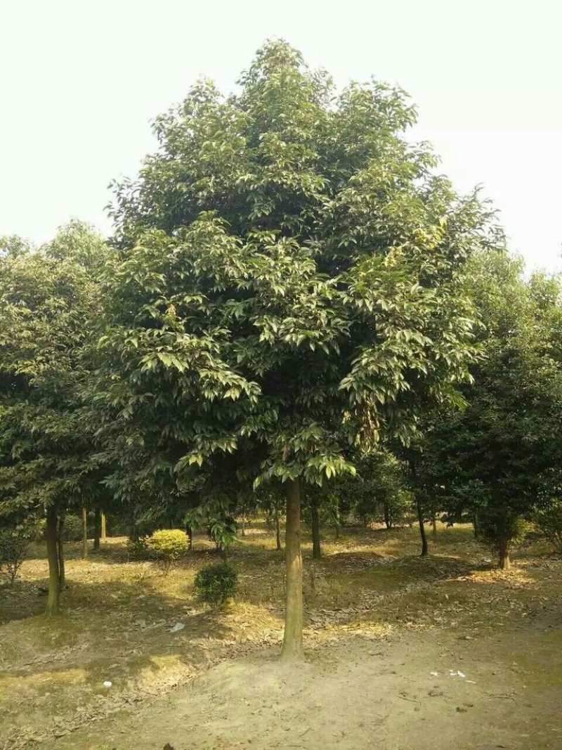天竺桂，8一20cm，品质优良