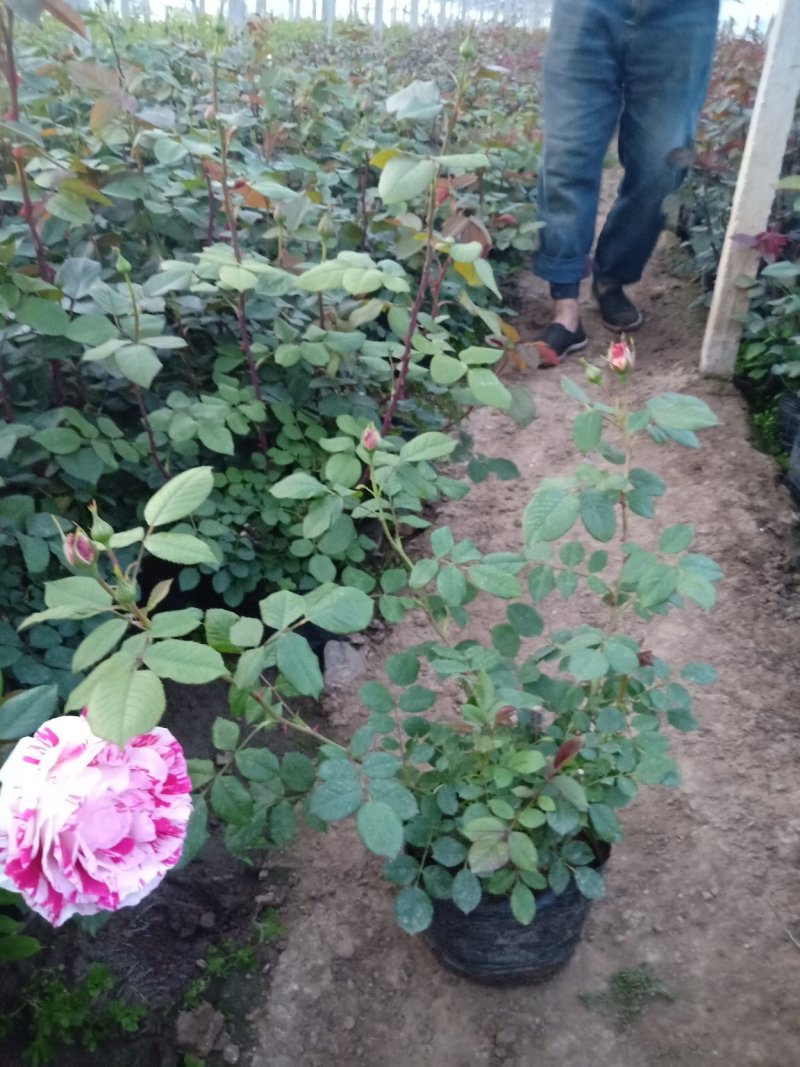 品种月季，各种月季，各种型号，各种价格的，基地直销