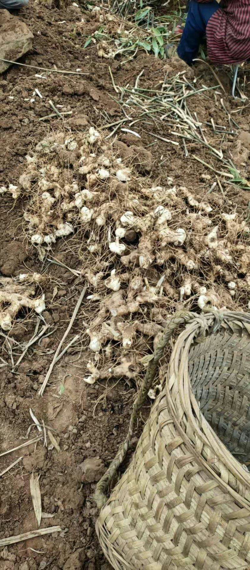 多花姜形甜黄精不倒苗黄精全国代发下单秒发
