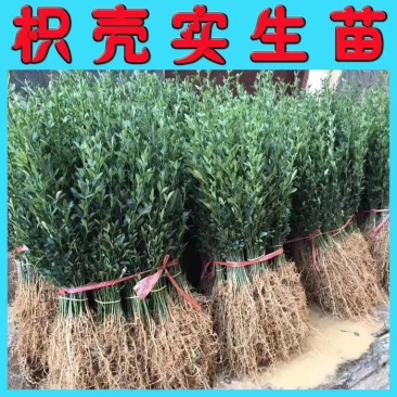 枳壳苗，优质柑橘品种嫁接木，抗病力强，快递包邮