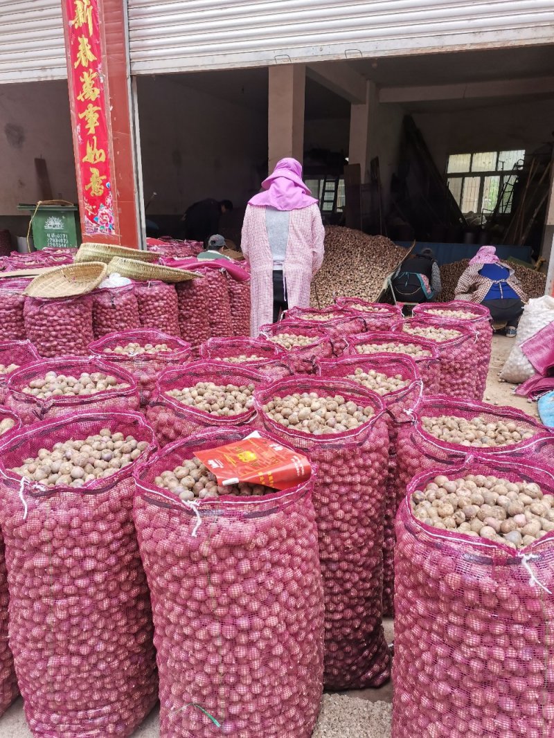 汉源县独头蒜，产地直供，可视频看货。产量大