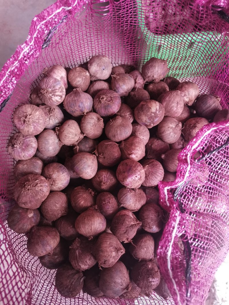 汉源县独头蒜，产地直供，可视频看货。产量大