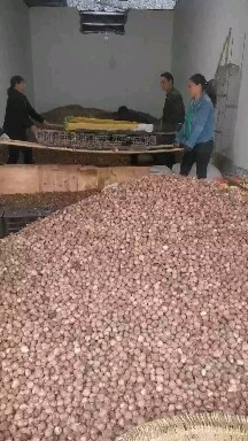 汉源县独头蒜，产地直供，可视频看货。产量大