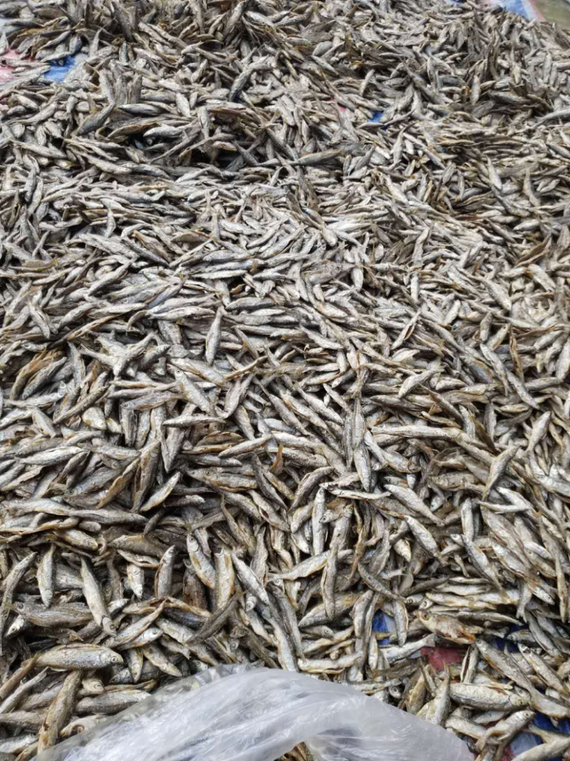 兰刀鱼干