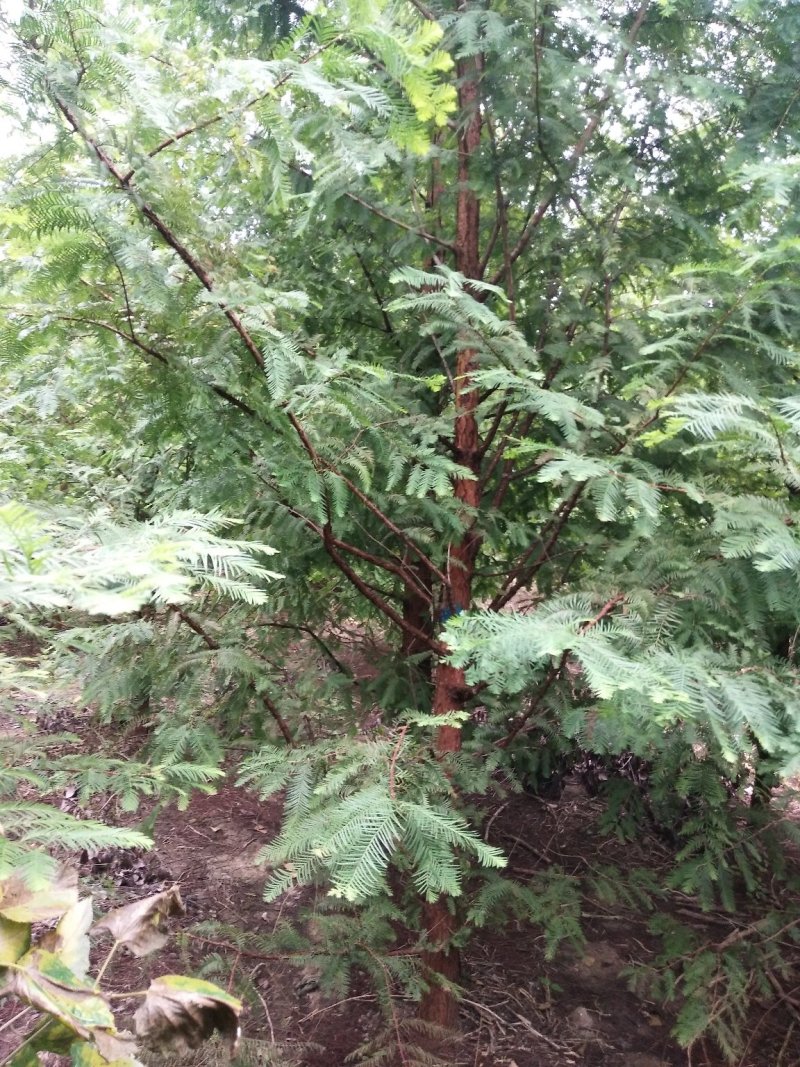 万亩水杉基地直供规格齐全量大优惠包成活