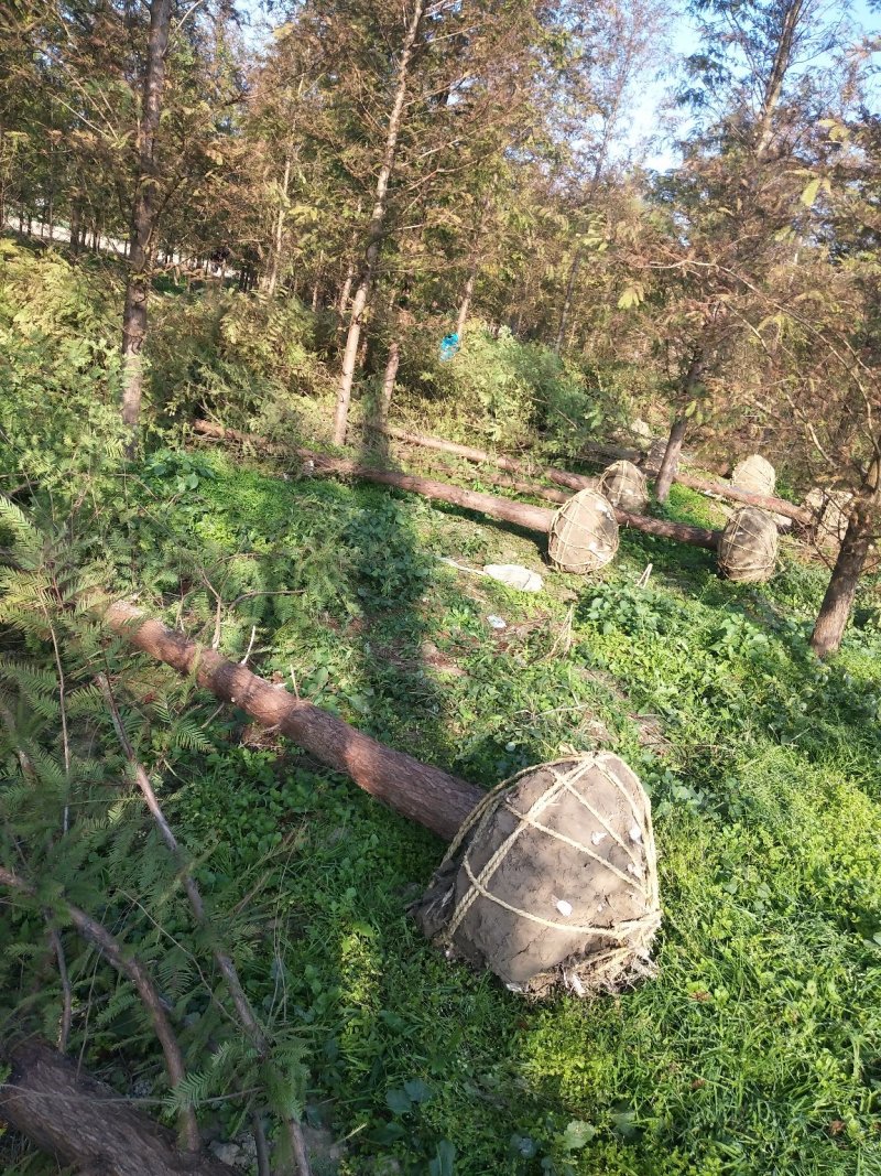 万亩水杉基地直供规格齐全量大优惠包成活