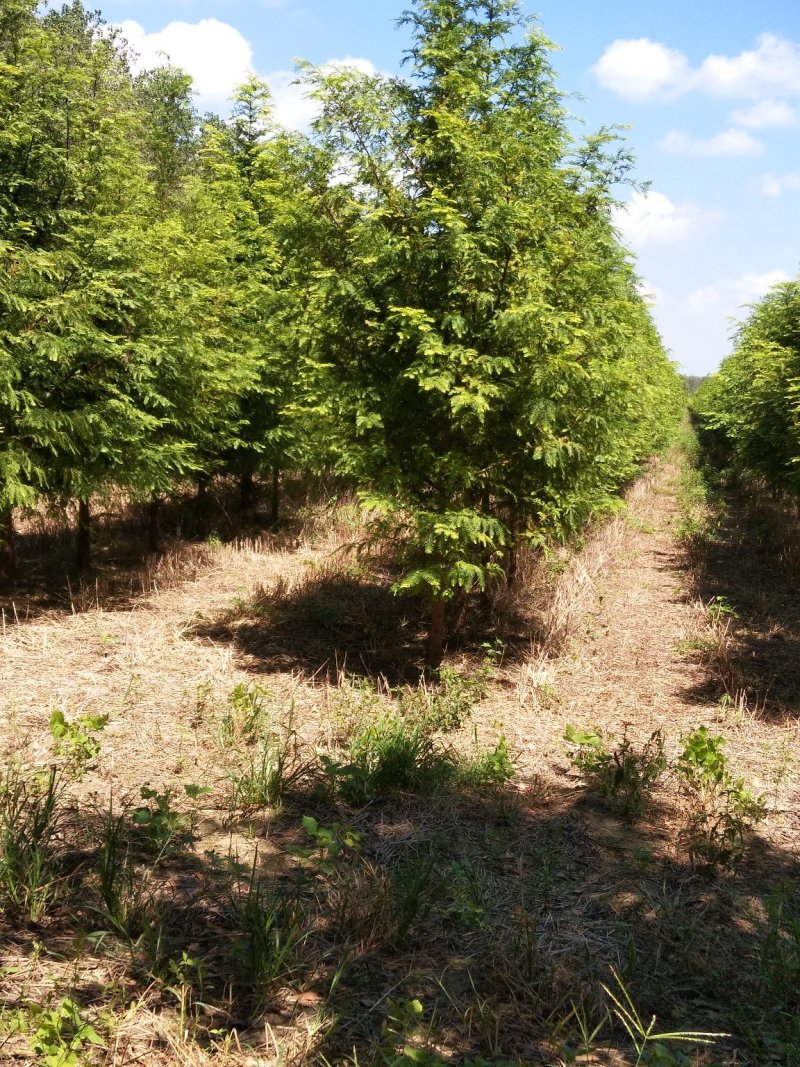 万亩水杉基地直供规格齐全量大优惠包成活