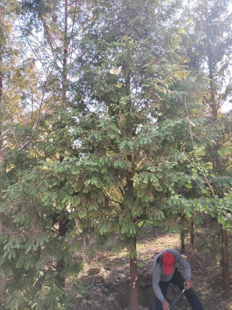 万亩水杉基地直供规格齐全量大优惠包成活