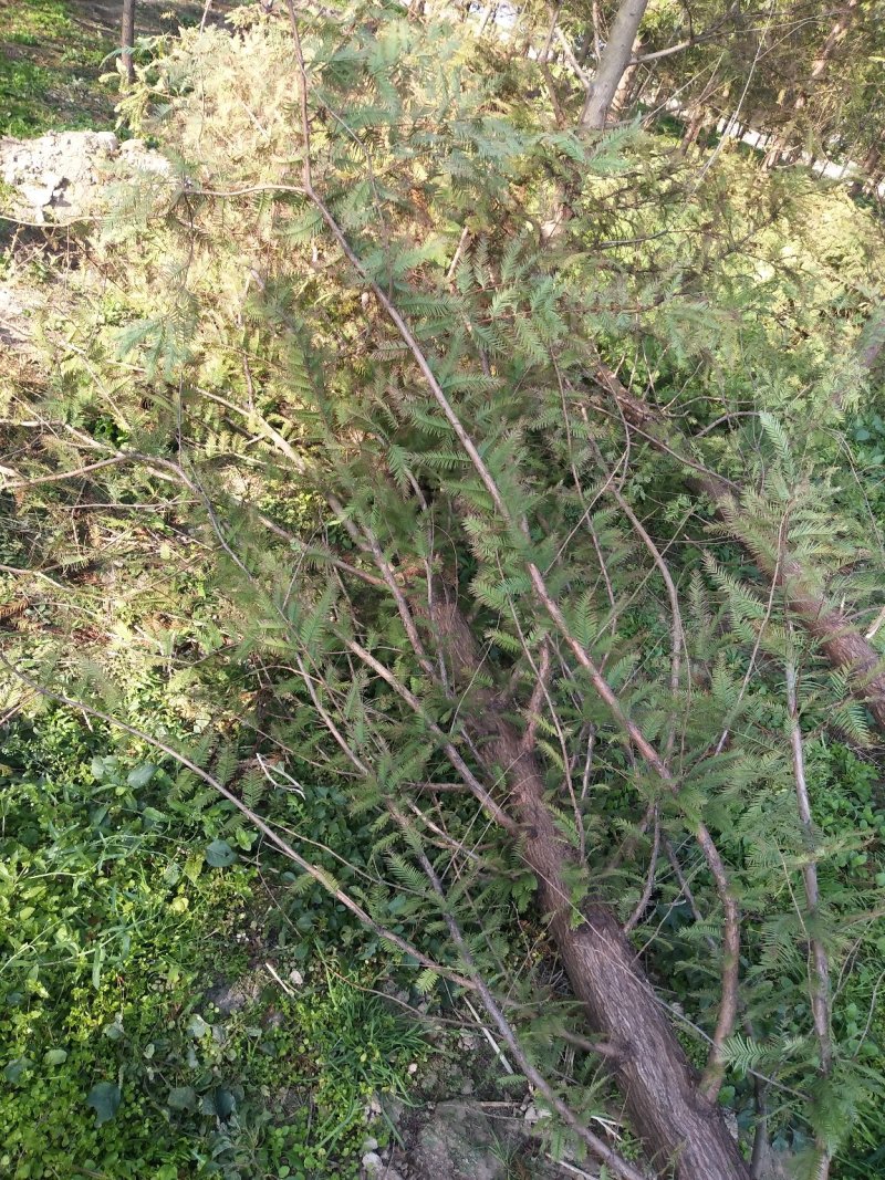 万亩水杉基地直供规格齐全量大优惠包成活