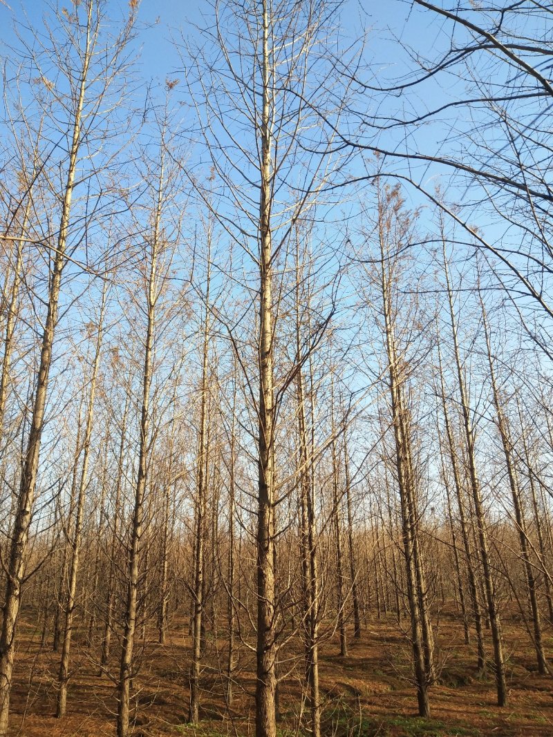万亩水杉基地直供规格齐全量大优惠包成活