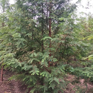 万亩水杉基地直供规格齐全量大优惠包成活