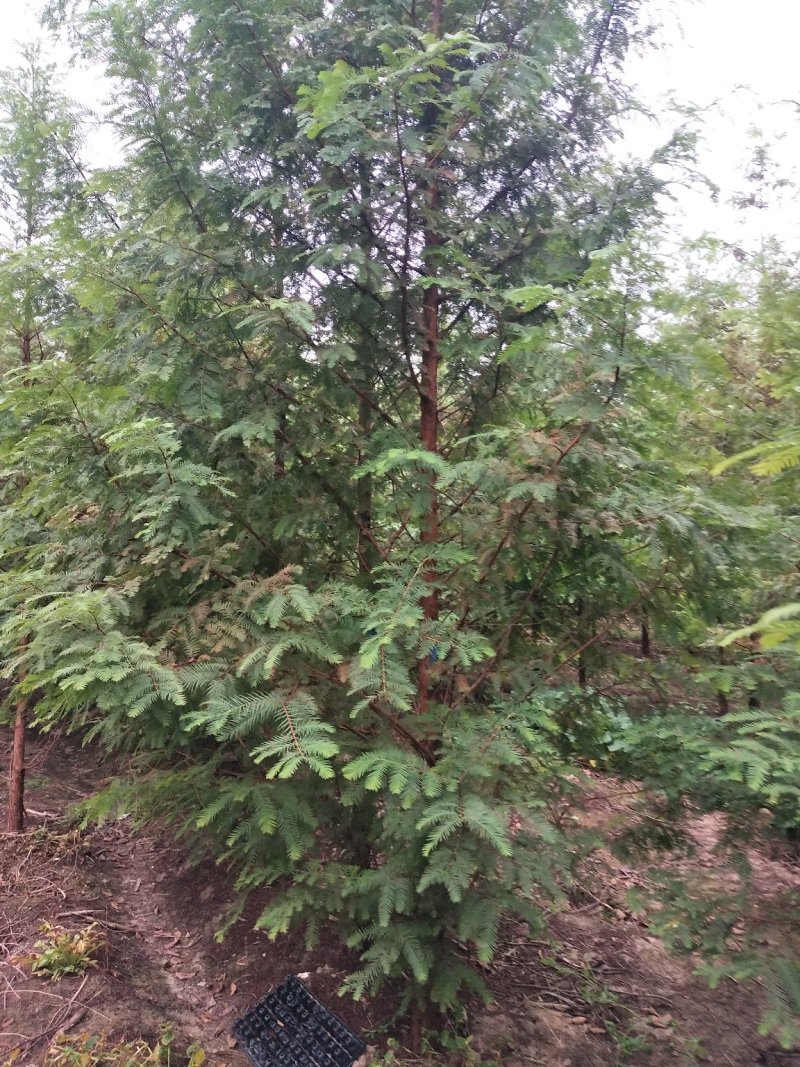 万亩水杉基地直供规格齐全量大优惠包成活