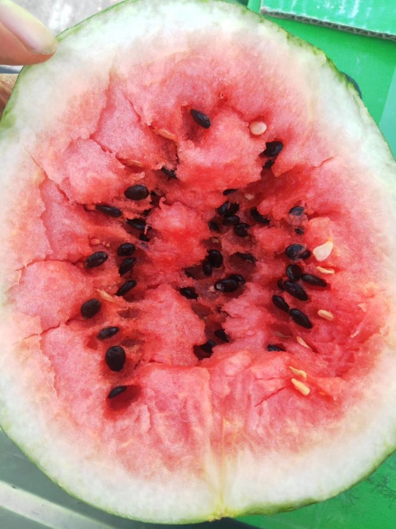 大漠吊瓜