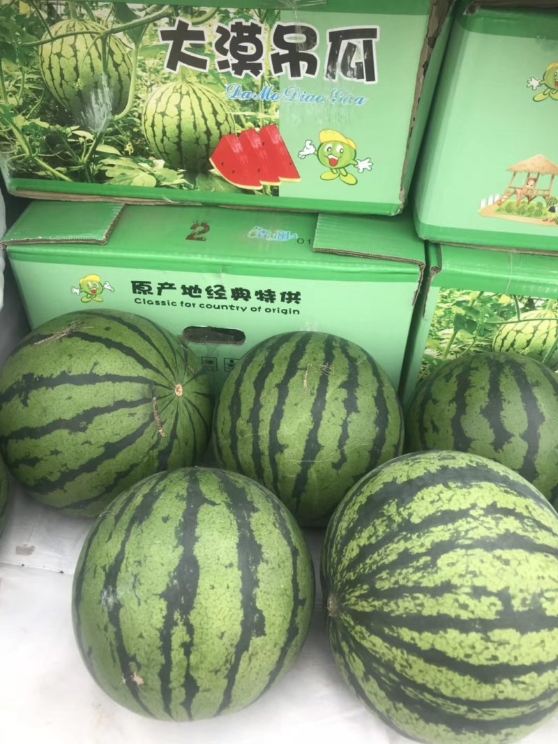 大漠吊瓜