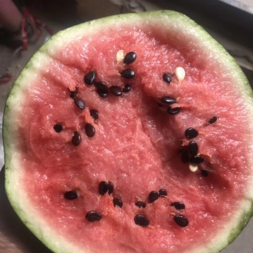 大漠吊瓜