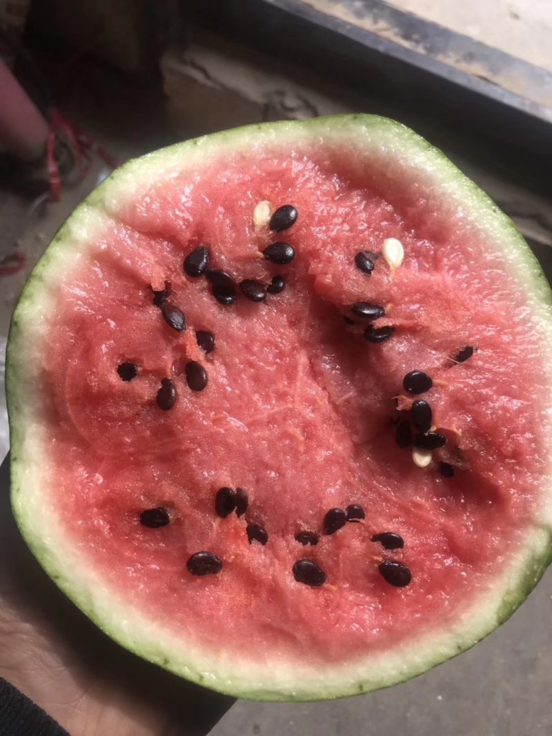 大漠吊瓜