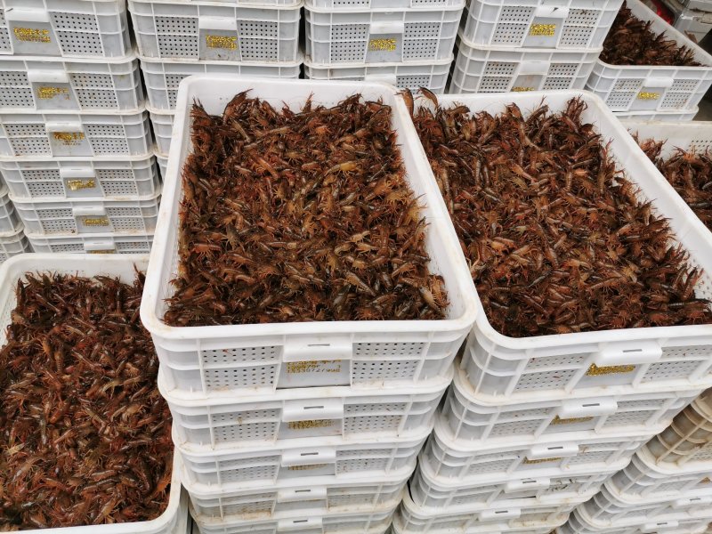 虾苗潜江小龙虾虾苗活体规格齐全新鲜现场捕捞