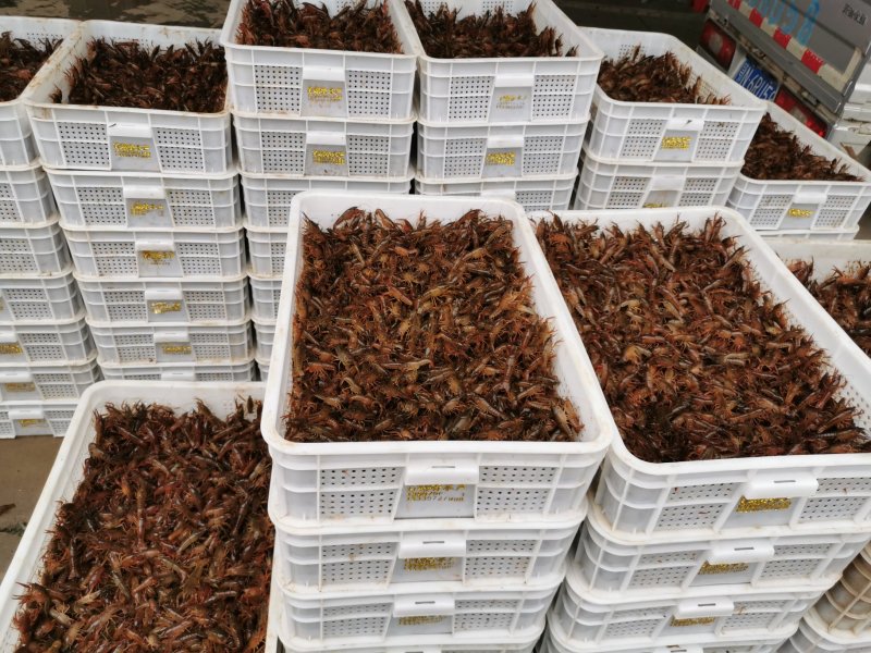 虾苗潜江小龙虾虾苗活体规格齐全新鲜现场捕捞