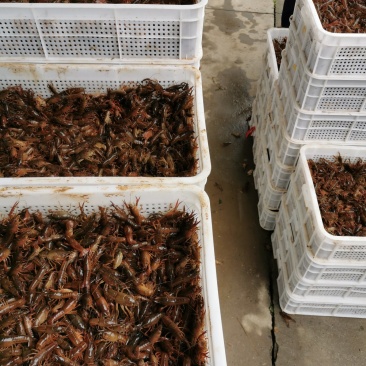 虾苗潜江小龙虾虾苗活体规格齐全新鲜现场捕捞